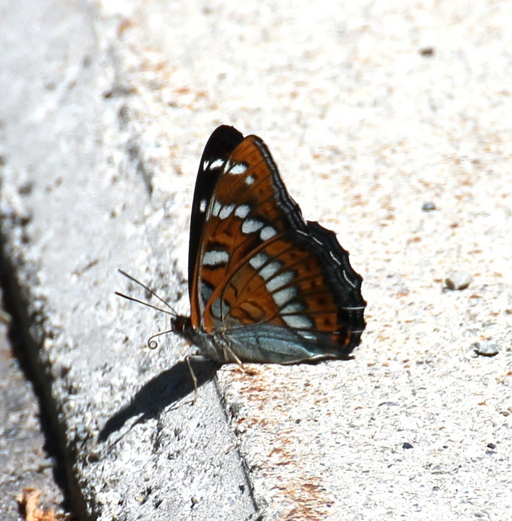 Limenitis populi? S